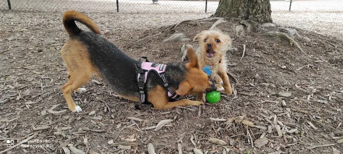 Lake Benson Dog Park 4