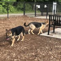 Lake Benson Dog Park ico