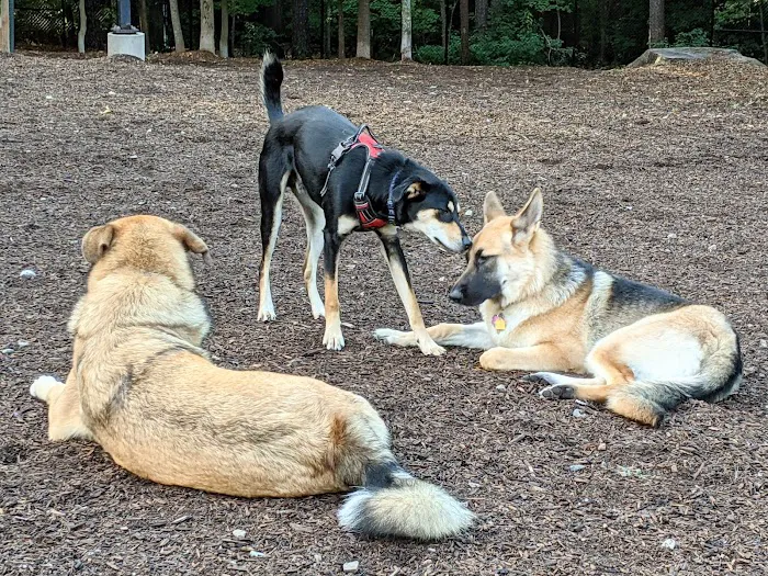Cary Dog Park at Godbold Park (pass required) 3