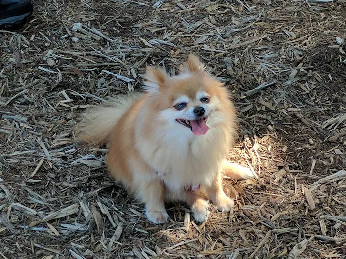 Cary Dog Park at Godbold Park (pass required) 6