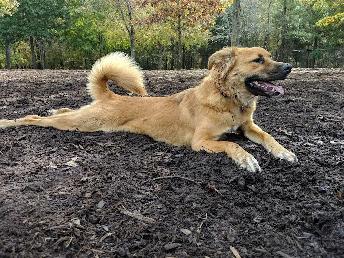 Cary Dog Park at Godbold Park (pass required) 10