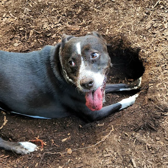 Cary Dog Park at Godbold Park (pass required) 2