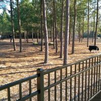 Ashley Wilder Dog Park ico