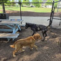 Wendell Paws Dog Park ico