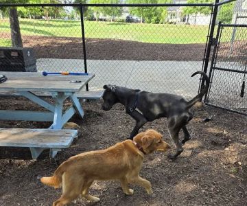 Wendell Paws Dog Park