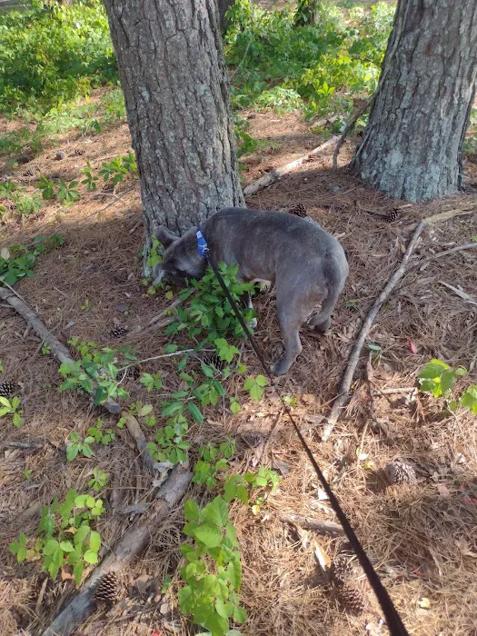Wendell Dog Park 6