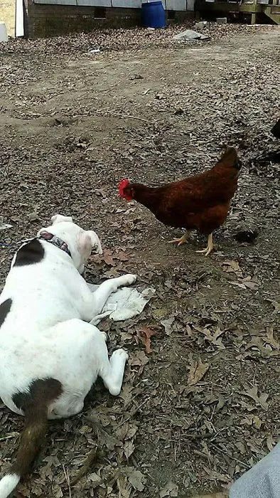 Wendell Dog Park 10