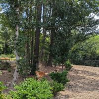 Bethpage dog park ico