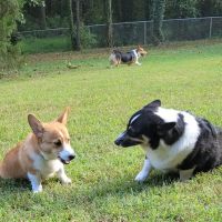 Fuquay-Varina Dog Park ico