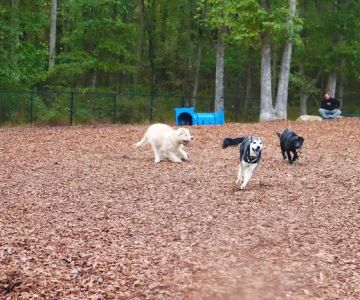 East Clayton Dog Park