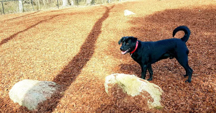 East Clayton Dog Park 9