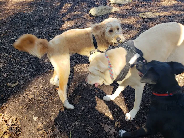 East Clayton Dog Park 10