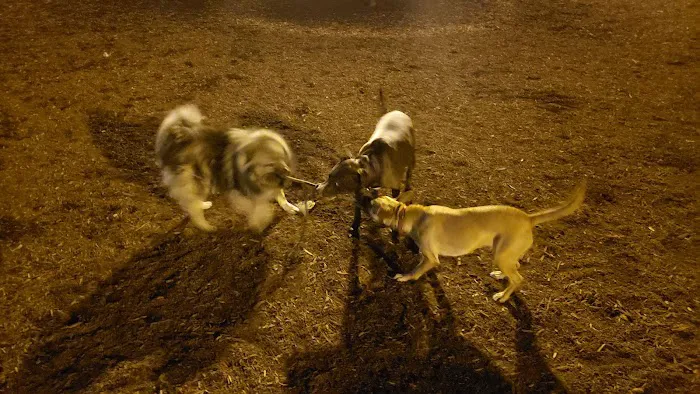 Hunter Street Dog Park (permit required) 1