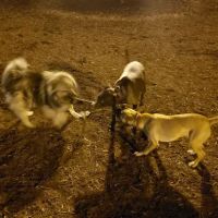 Hunter Street Dog Park (permit required) ico