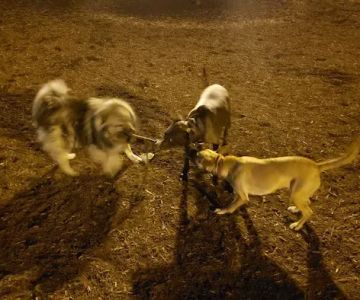 Hunter Street Dog Park (permit required)