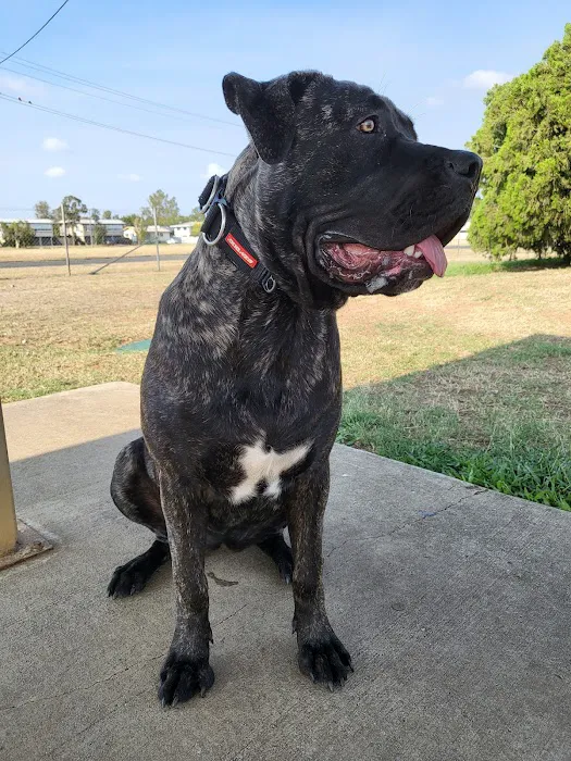 Hunter Street Dog Park (permit required) 8