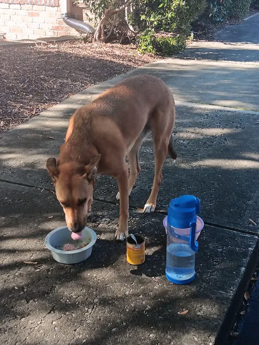 Barkyard Dog Park 6
