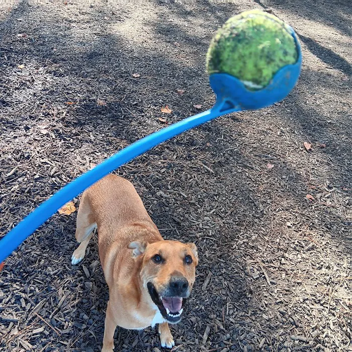Barkyard Dog Park 7