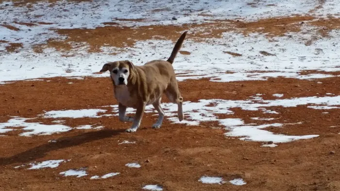 Flaherty Dog Park 2