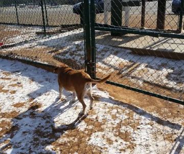 Flaherty Dog Park