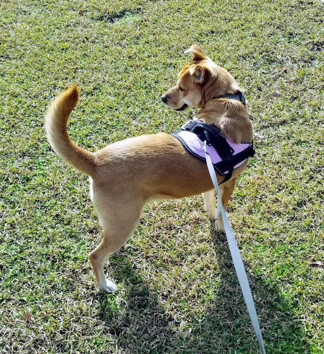 Flaherty Dog Park 8