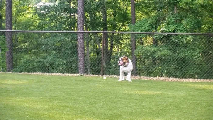 Artisan at Brightleaf Dog Park (Private) 7