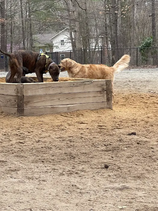 Piney Wood Dog Park 4