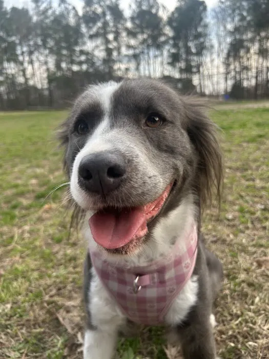 Piney Wood Dog Park 7