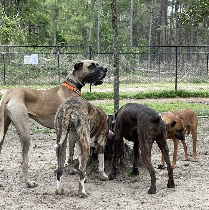 Piney Wood Dog Park 6