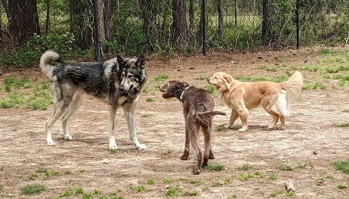 Piney Wood Dog Park 8
