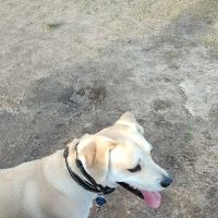 Smithfield Dog Park ico