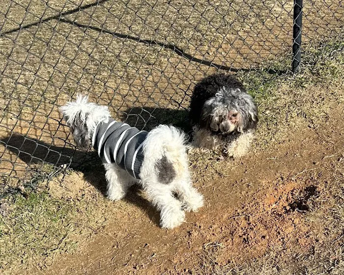 Smithfield Dog Park 3