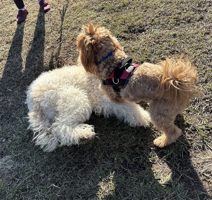 Smithfield Dog Park 2