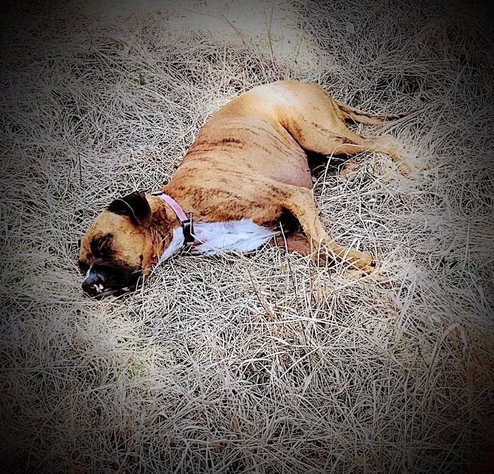 Smithfield Dog Park 7
