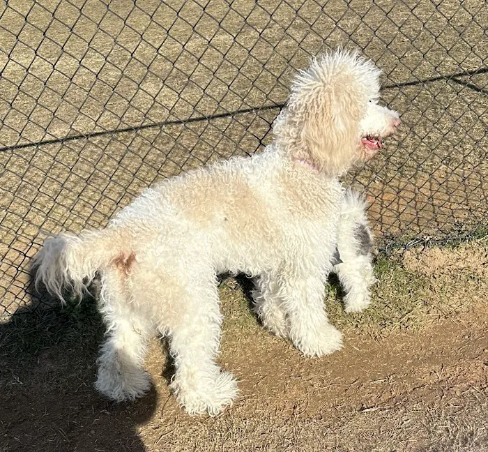 Smithfield Dog Park 5