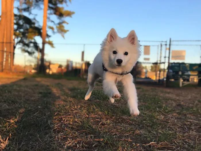 Benson Dog Park 4