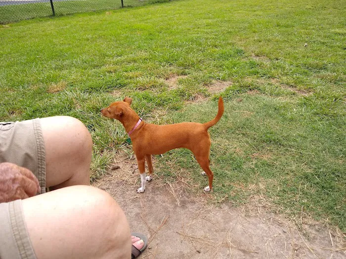 Benson Dog Park 9