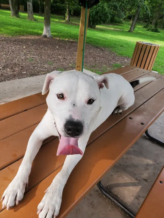 Southern Community Dog Park 7