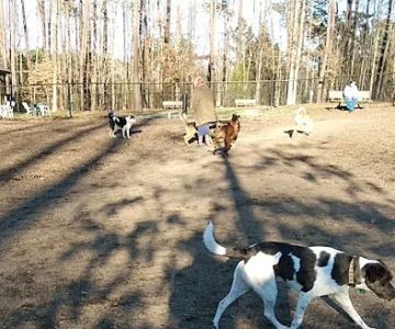 Southern Community Dog Park