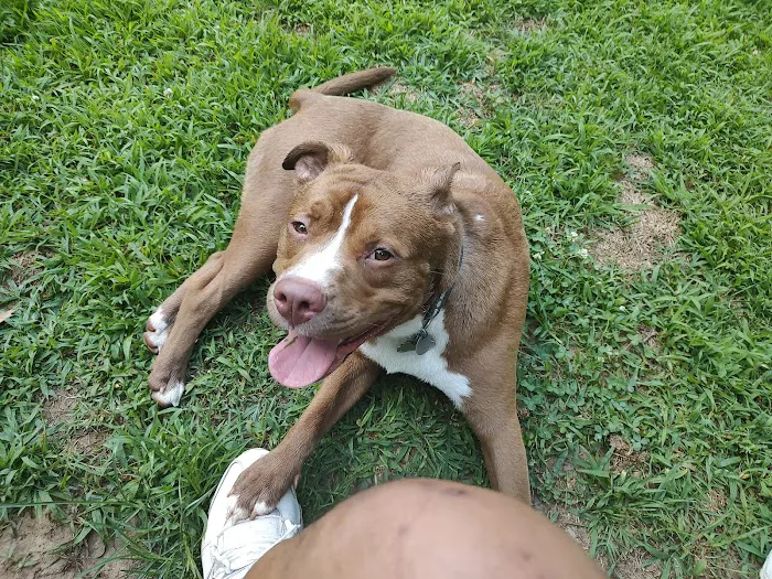 180 West Complex Dog Park 6