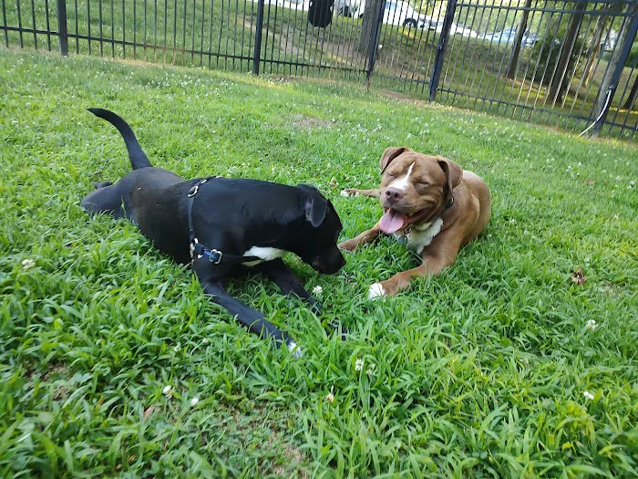 180 West Complex Dog Park 9