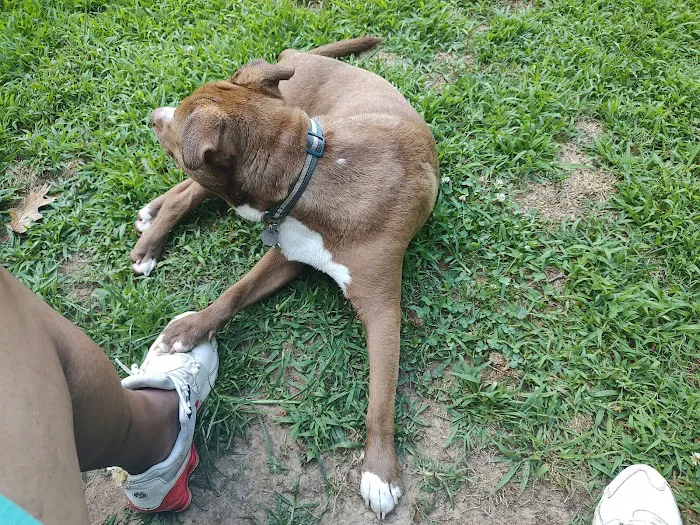180 West Complex Dog Park 3