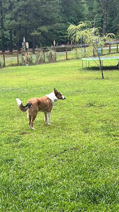 Honeybee Private Dog Park 1
