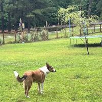 Honeybee Private Dog Park ico