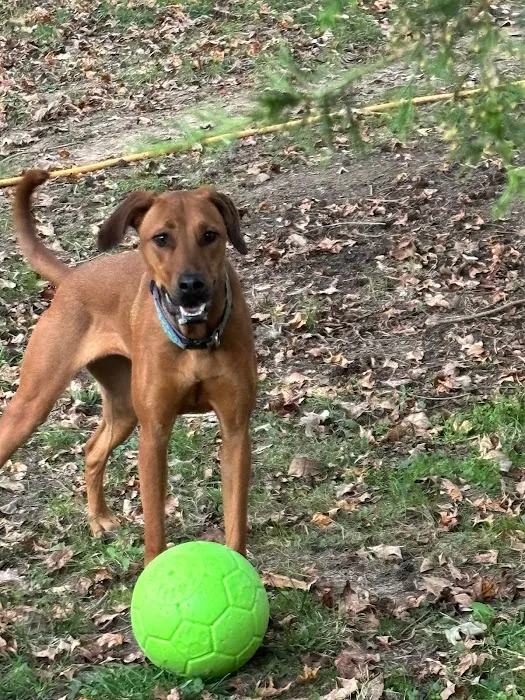 Honeybee Private Dog Park 7