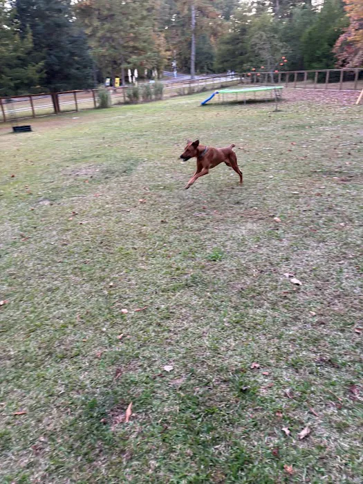 Honeybee Private Dog Park 5