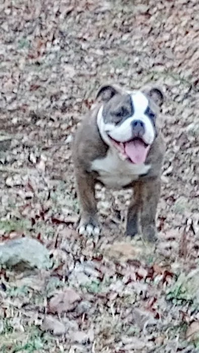 Morgan Creek K-9 Park 4
