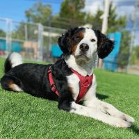 Doggos Dog Park & Pub ico