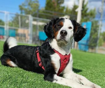 Doggos Dog Park & Pub