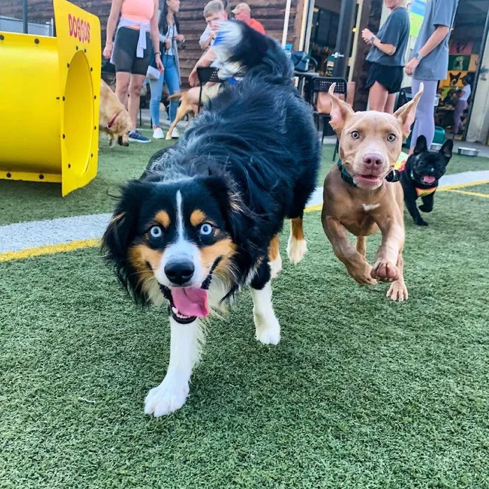 Doggos Dog Park & Pub 6